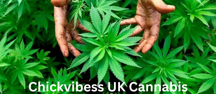 chickvibess uk cannabis